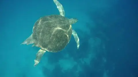 Top-down view of a sea turtle swimming in clear blue ocean water