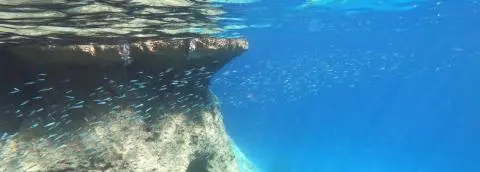 Underwater rocky overhang with a school of small silvery fish swimming in clear blue water