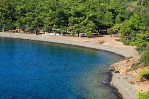Pebble shoreline with calm deep-blue water and a shaded pine tree grove along the coast