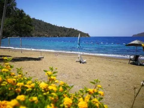 Yellow flowers in foreground, sandy beach with closed umbrella and turquoise sea