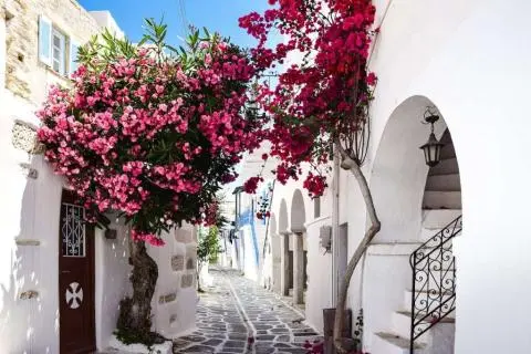 Narrow stone street between white houses with a large pink flowering tree and climbing bougainvillea