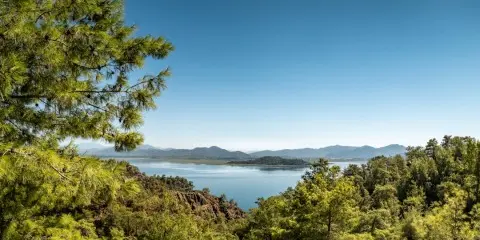 Coastal view with pine trees in foreground, calm blue sea and distant mountain silhouette